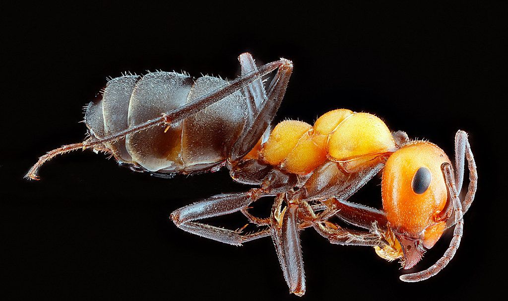 Ant Control service in Hialeah, FL