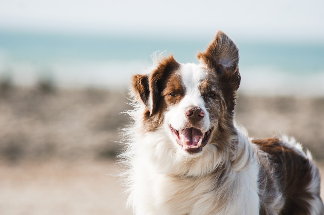 Flea & Tick Control service in Hialeah, FL
