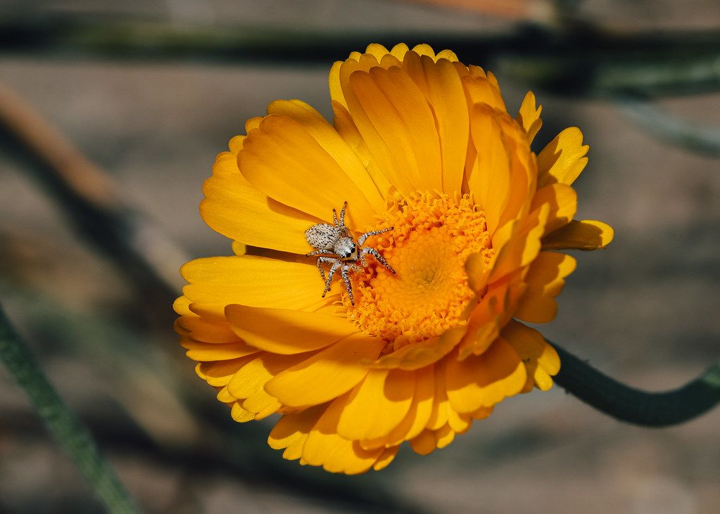 Spider Control service in Hialeah, FL